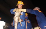 Hà Nội: Trắng đêm vớt cá chết ở hồ Hoàng Cầu